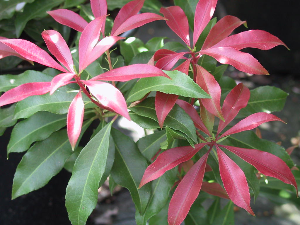Pieris japonica Red Mill - Austrieb.jpg